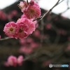 梅