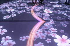 光の桜