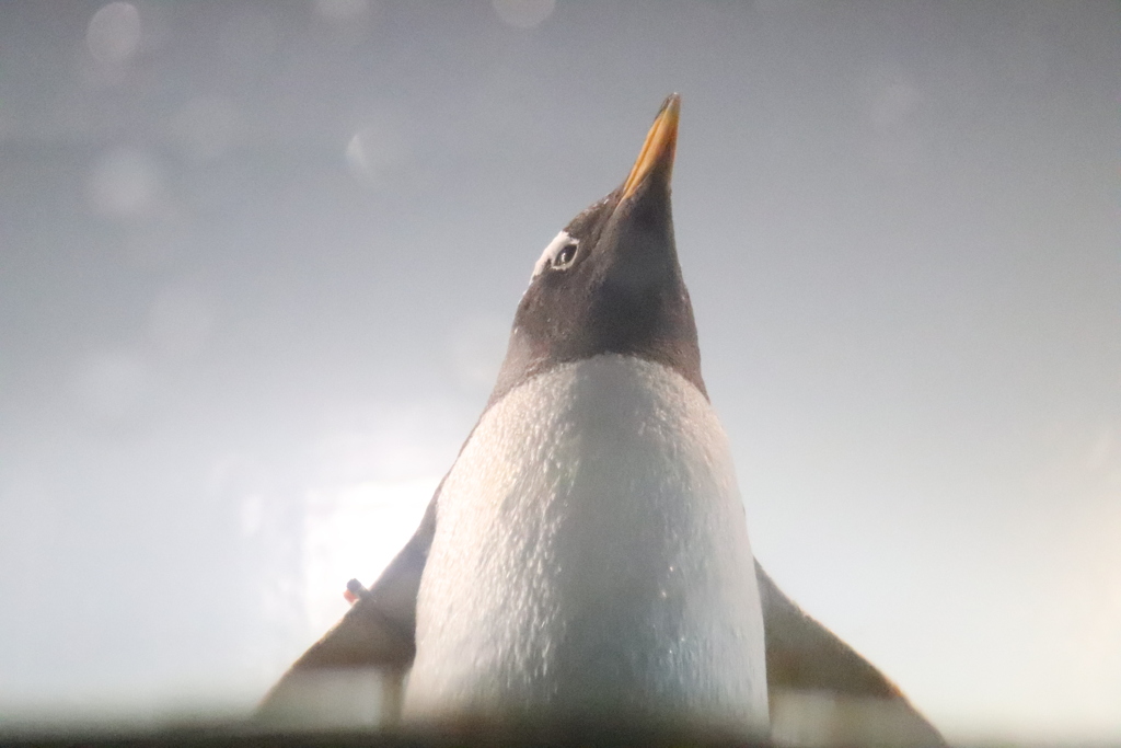 見上げたらペンギン