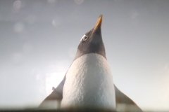 見上げたらペンギン
