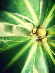 恵比寿のよくわからない葉っぱ