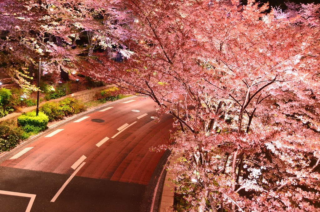 大都会の夜桜
