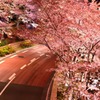 大都会の夜桜