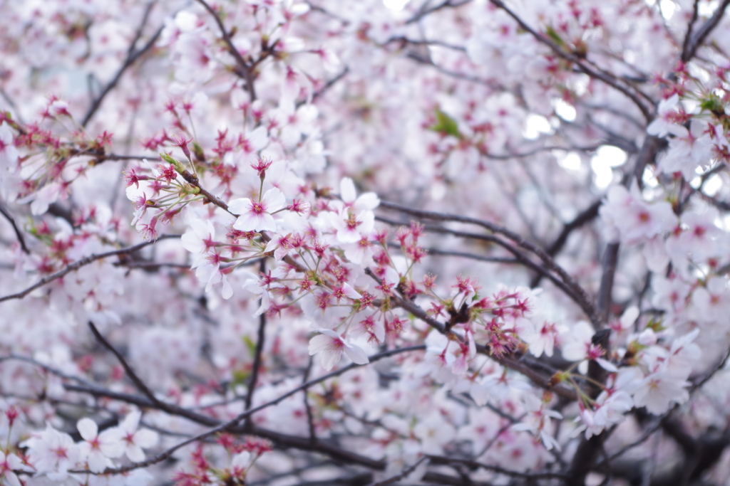 中目黒の桜