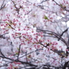 中目黒の桜