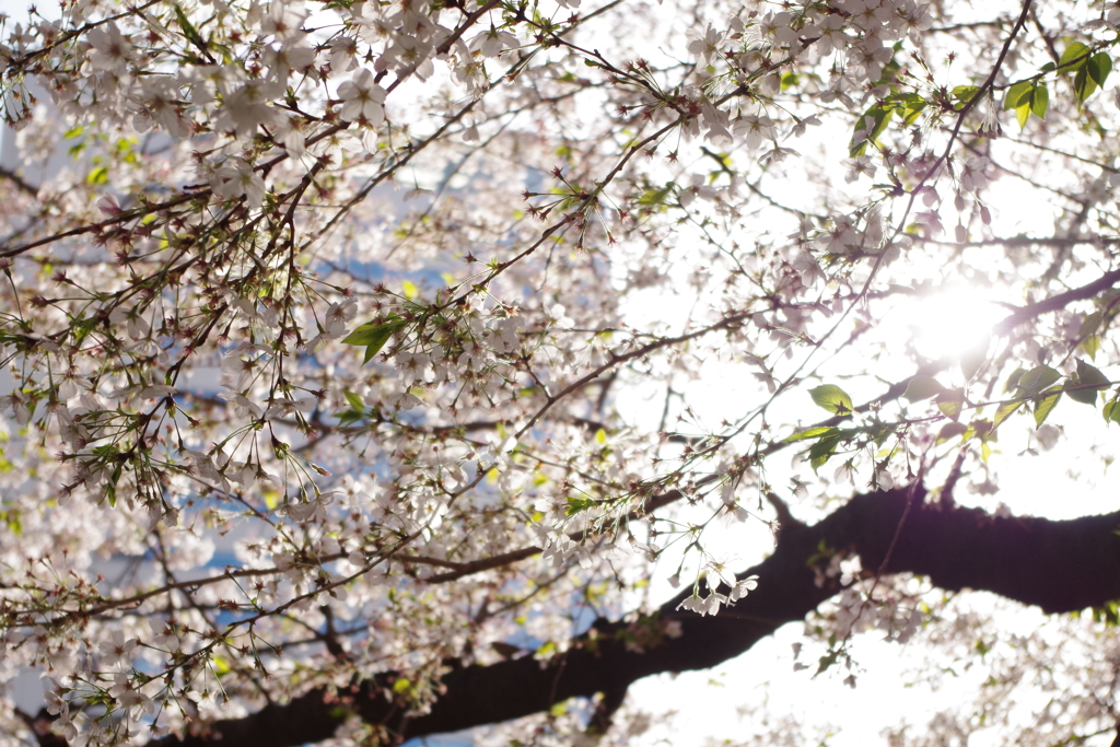 中目黒の桜