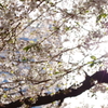 中目黒の桜