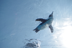 サンシャイン水族館