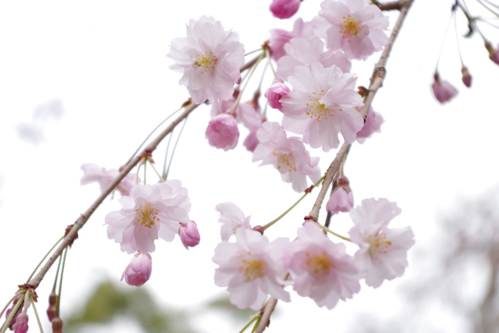 春の日比谷公園