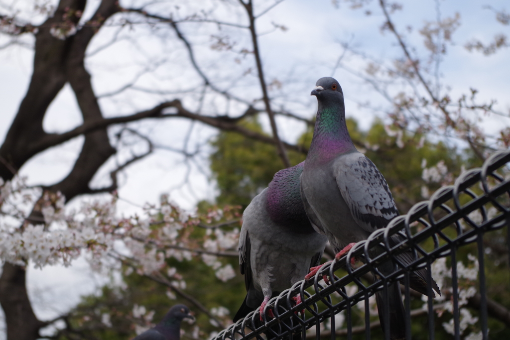 春の日比谷公園