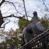 春の日比谷公園