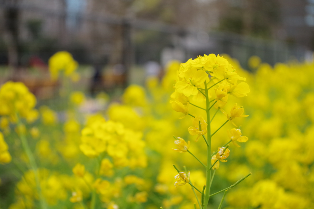 春の日比谷公園