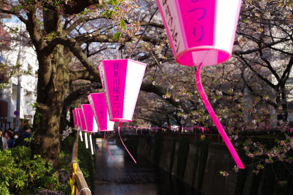 中目黒の桜