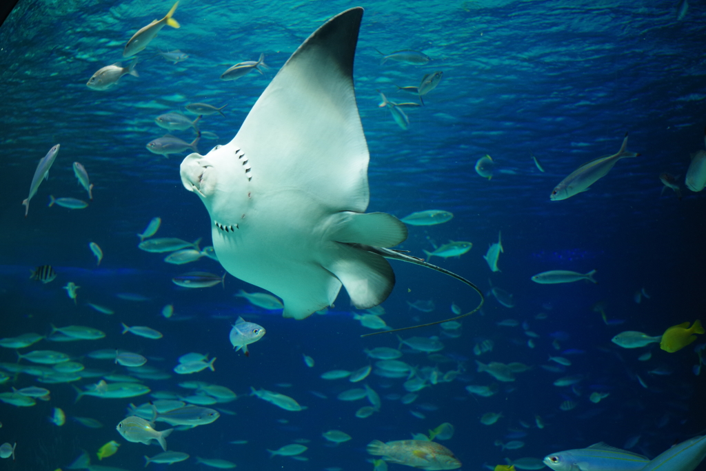 サンシャイン水族館