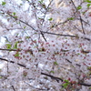 中目黒の桜