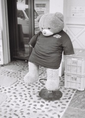 bear