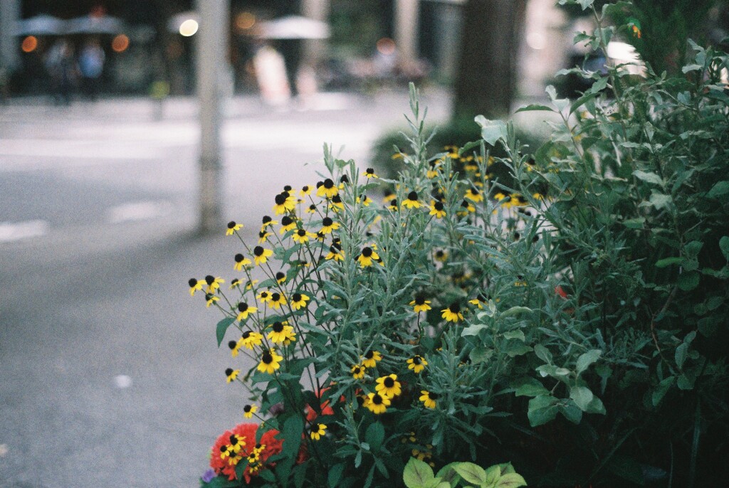 街花