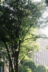 街路樹