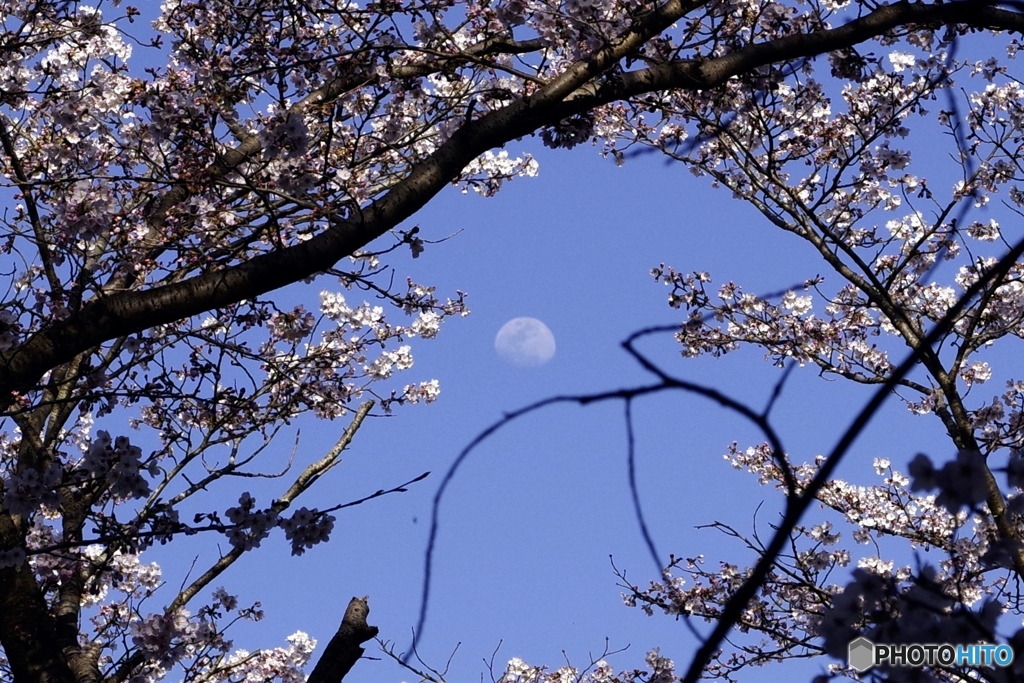 花に潤む春月