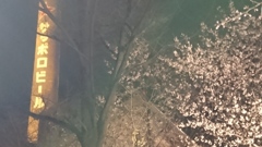 札幌の桜