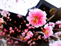 大阪天満宮の梅の花