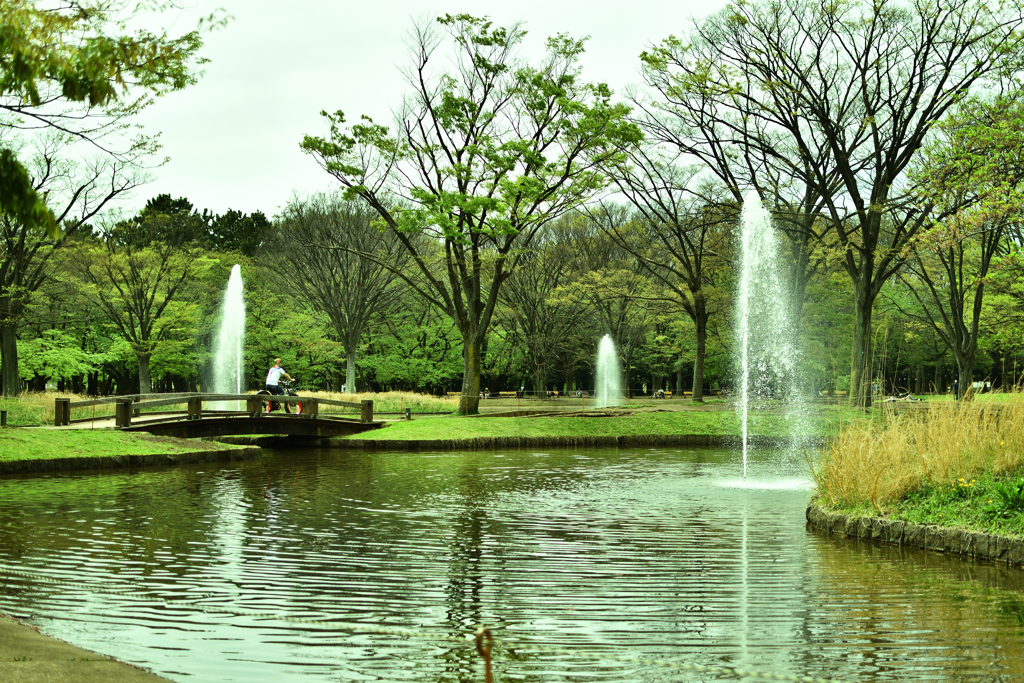 平日の代々木公園