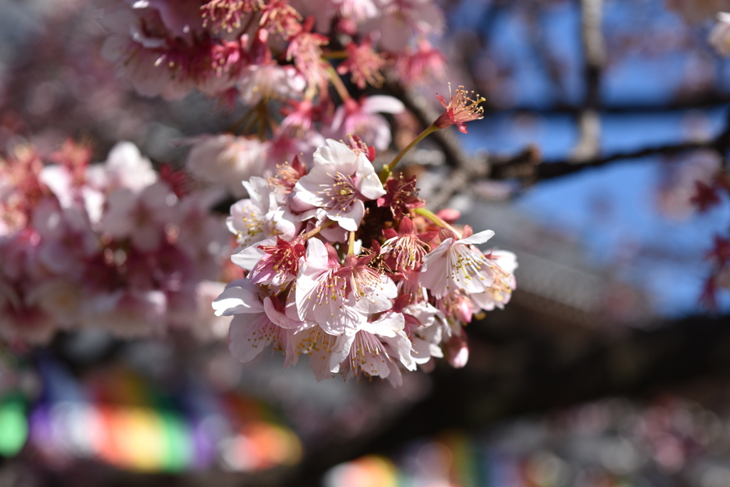 西新井大師にて春の匂い