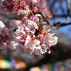 西新井大師にて春の匂い