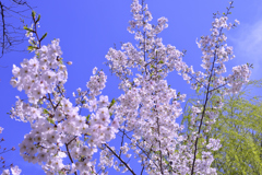 上野公園桜満開3