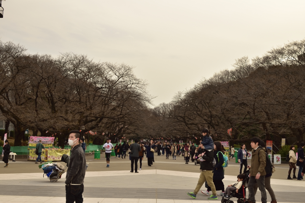 上野公園桜並木？
