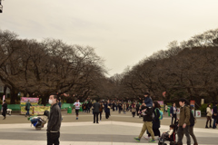 上野公園桜並木？