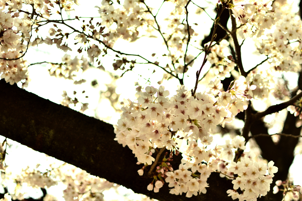 上野公園桜満開2