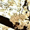 上野公園桜満開2