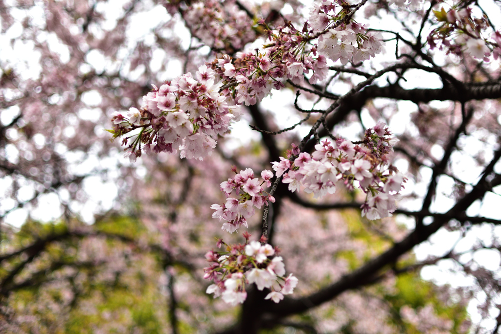 上野公園桜
