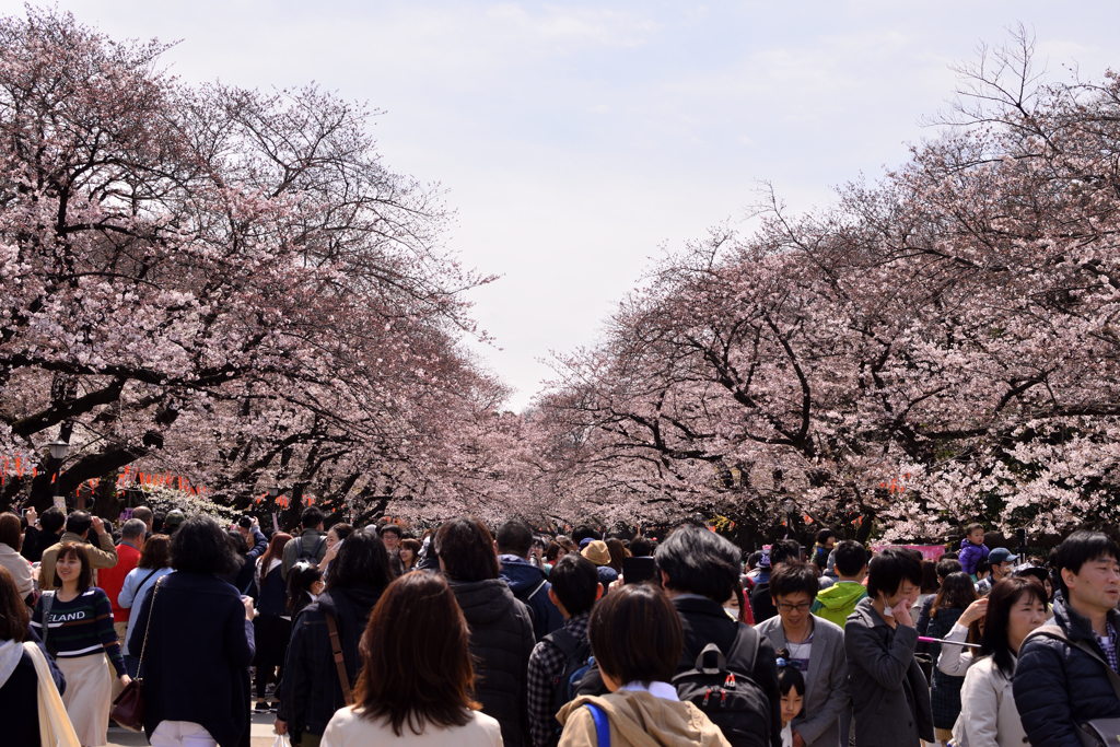 上野公園桜満開♪