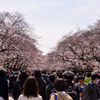 上野公園桜満開♪