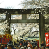 上野公園桜満開♪