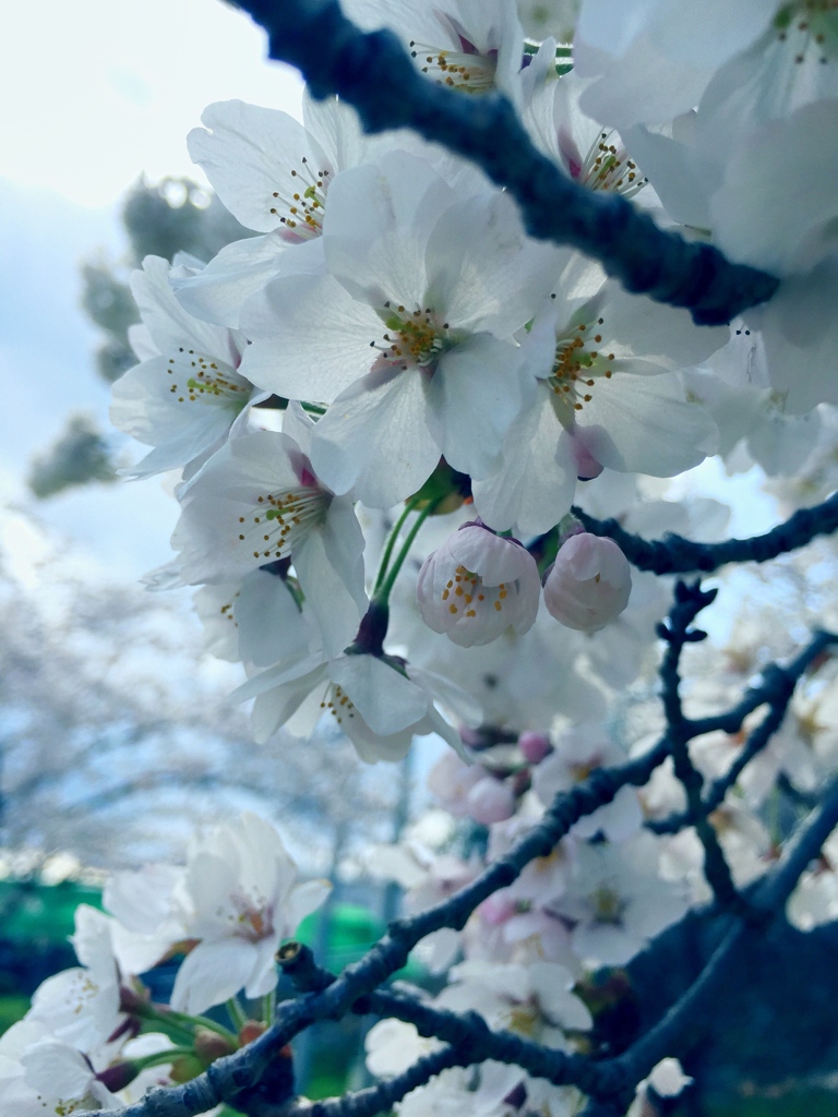 桜