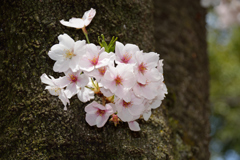 桜2017