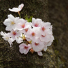 桜2017