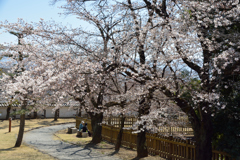 桜2017