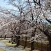 桜2017