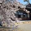 桜2017