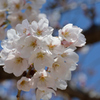 桜2017