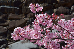 桜2017