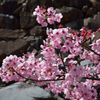 桜2017