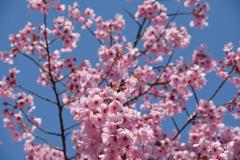 桜2017