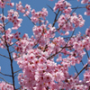 桜2017