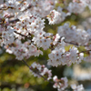 桜2017