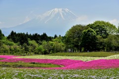 2017 富士山芝桜